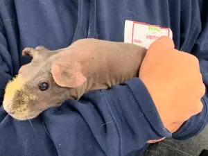 Student holding animal